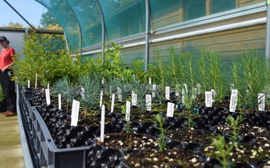 Bedgebury National Pinetum Nursery Polytunnel shelf