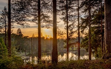 A view through trees at sunset to a lake in the distance