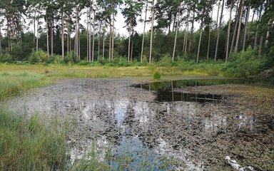 Boggy pool of water within a forest