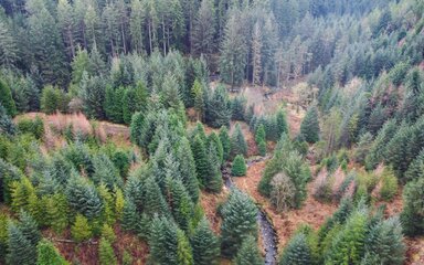 A drone photograph of a conifer forest with a river passing through it