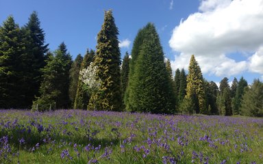 Bluebell woodland in Bedgebury Pinetum