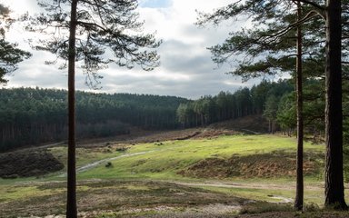 landscape with conifer forest on the horizon
