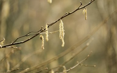 Catkins hanging on bare twigs