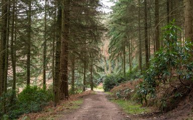path through woodland