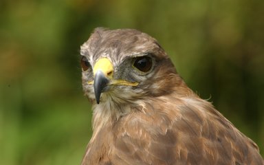 Buzzard