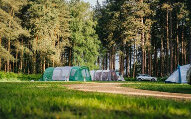 Three large tents pitched under tall trees in a forest setting.