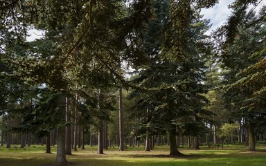 Pine trees with green grass on the ground