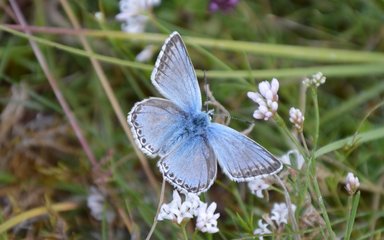 Butterfly feeding on wildflowers