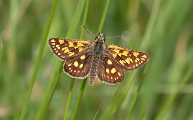 chequered skipper butterfly on a blade of grass