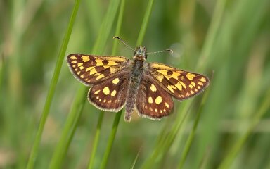 A chequered skipper butterfly, with brown and yellow pattern, on a blade of grass.