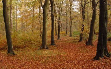 Bright orange leaves lining the forest floor on a trail