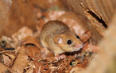 Common dormouse in nest box