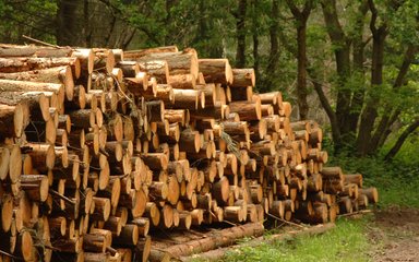 Timber stack in the woods