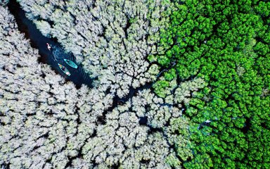 Alex Cau,Bau Ca Cai mangroves forest