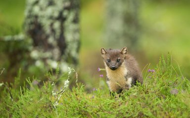 Pine Marten within grass