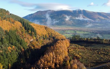 A drone shot of an autumn forest scen with a snow topped mountain behind