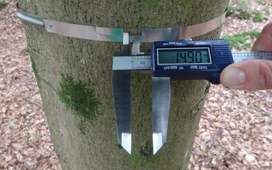  A close up of the circumference of a tree being measured.