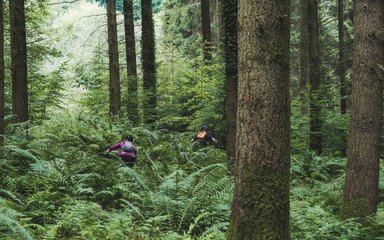 Ranger and ambassador in trees