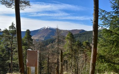 A snowy mountain in the background seen through some trees