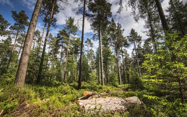 Conifer forest with looking up at the canopy with thinned timber on forest floor