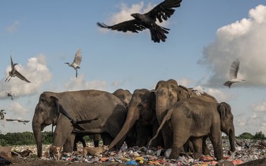 Elephants and other animals walk through human rubbish