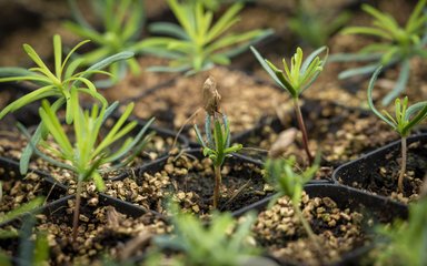 Conifer seedlings growing in trays