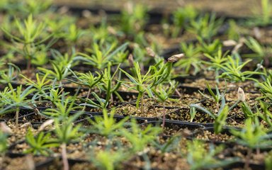 Wide shot of conifer seedlings growing in trays