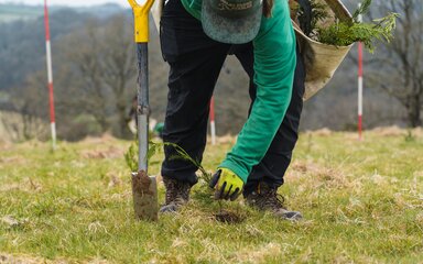 Forestry England staff member planting tree sapling with shovel at woodland creation site