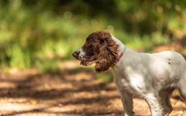 Side profile of a Spaniel on a forest path