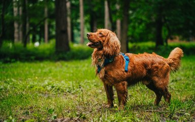Side profile of a dog standing on grass near trees.