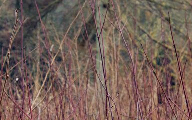 Many thin crimson red stems stand out against a dull winter backdrop