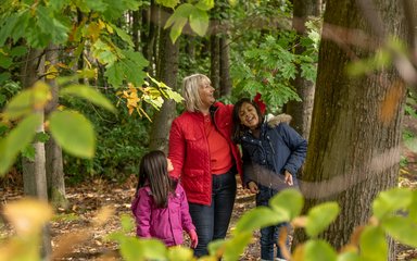 Family looking at autumn leaves large leaf oak in autumn at Bedgebury National Pinetum