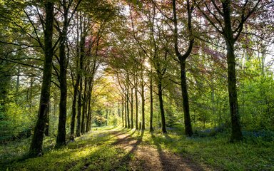 Avenue of copper beech trees