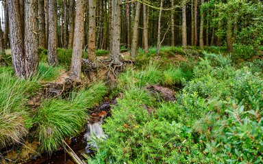 Small stream running beneath tree trunks and roots