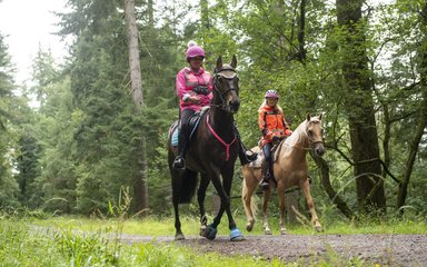 Horses on a forest trail