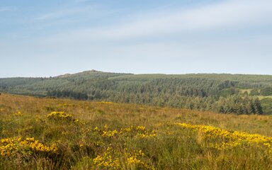 Bellever Forest meadow