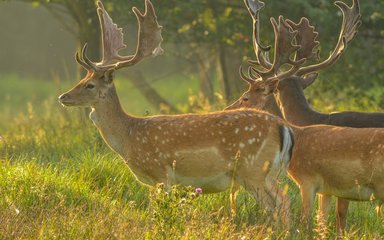 Male fallow deer 