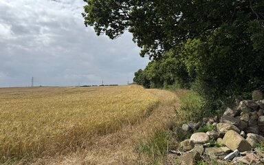 Photo of field with powerlines in the distance and existing trees on the right and in the foreground