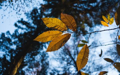 Small cluster of golden leaves silhouetted against a background of foliage.