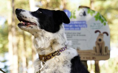 Side profile of a sitting black and white dog, with a printed activity panel shown behind.