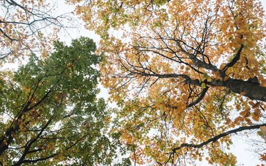 Tree canopy seen from below, with leaves varying in colour from green to yellow and orange.