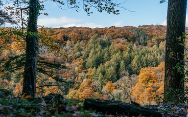 A view across tree tops in the Forest of Dean showing a range of autumn colours, including different shades of greens, yellows and oranges.