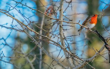 Close-up of a robin perched among bare winter twigs, with a wintery blue sky seen through the trees