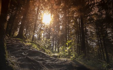 Sunbeams shining through the trees in the forest
