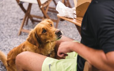 A dog looking up to his owner
