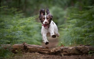 An action shot of a brown and white spaniel jumping over a log