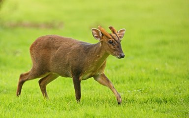 Muntjac male walking on grass