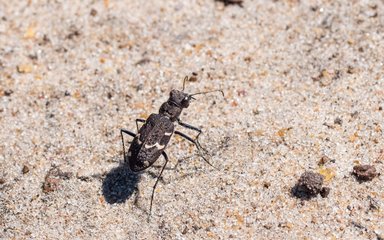 Heath tiger beetle