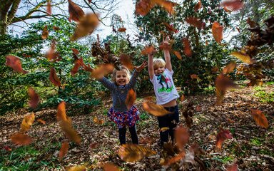 kids throwing leaves in forest