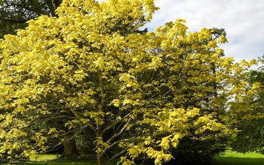large tree with pale yellow green leaves in woodland at Westonbirt Arboretum